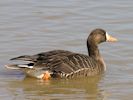 Greenland White-Fronted Goose (WWT Slimbridge April 2013) - pic by Nigel Key